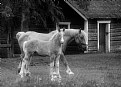 Picture Title - Draft Horse & Foal