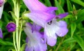 Picture Title - Purple-white trumpet