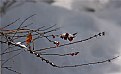 Picture Title - early snowy weeds