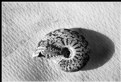 Picture Title - Ammonite on papyrus