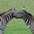 ***zebra's love***