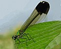 Picture Title - dragon fly 2