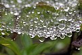 Picture Title - Wet Spider Web I