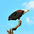 Picture Title - Fish Eagle