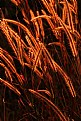 Picture Title - Grasses