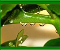 Picture Title - The green drops