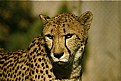 Picture Title - The pensive cheetah