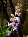 Picture Title - Mini Orquídeas