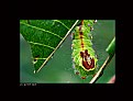 Picture Title - Caterpillar