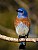 Western Bluebird