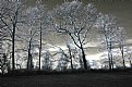Picture Title - Trees in IR