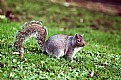 Picture Title - squirrel