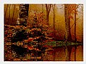 Picture Title - Forest Autumn