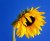 Girasol