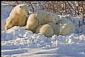 Picture Title - Mother & two Cubs