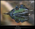 Picture Title - Le Frog