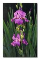 Picture Title - Purple Iris