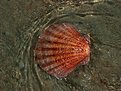 Picture Title - Scallop Shell Awashed