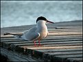 Picture Title - Kalatiira (Fish tern?)