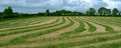 Picture Title - Grass harvest