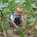 Picture Title - Little Boy in a Corn Field...