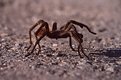 Picture Title - spider in the road