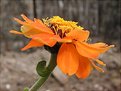 Picture Title - Zinnia