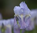 Picture Title - Iris