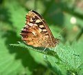 Picture Title - Ulley Reservoir Butterfly
