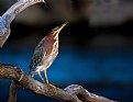 Picture Title - Green Heron Perch