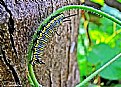Picture Title - mamoth butterfly larva
