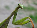 Picture Title - Mantis from Turkey - 01
