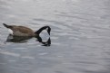 Picture Title - Canadian Goose