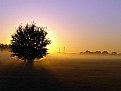 Picture Title - Morning Glory