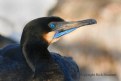 Picture Title - Brandt's Cormorant