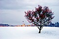 Picture Title - Snow Colors