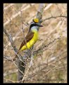 Picture Title - Great Kiskadee showing off for lady