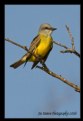 Picture Title - Couch's Kingbird