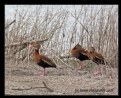 Picture Title - Black-bellied Whistling Ducks