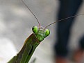 Picture Title - Mantis from Turkey - 02