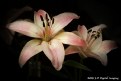 Picture Title - lillys