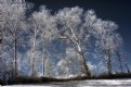 Picture Title - IR in Winter