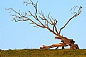 Picture Title - Lonely Tree