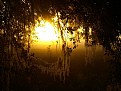 Picture Title - A Spanish Moss Sunrise