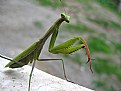 Picture Title - Mantis from Turkey - 3