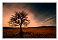 Picture Title - Amber Tree