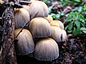 Picture Title - fungus