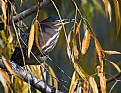 Picture Title - Green Heron Tree