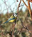 Picture Title - Blue Tit