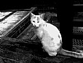 Picture Title - White Cat